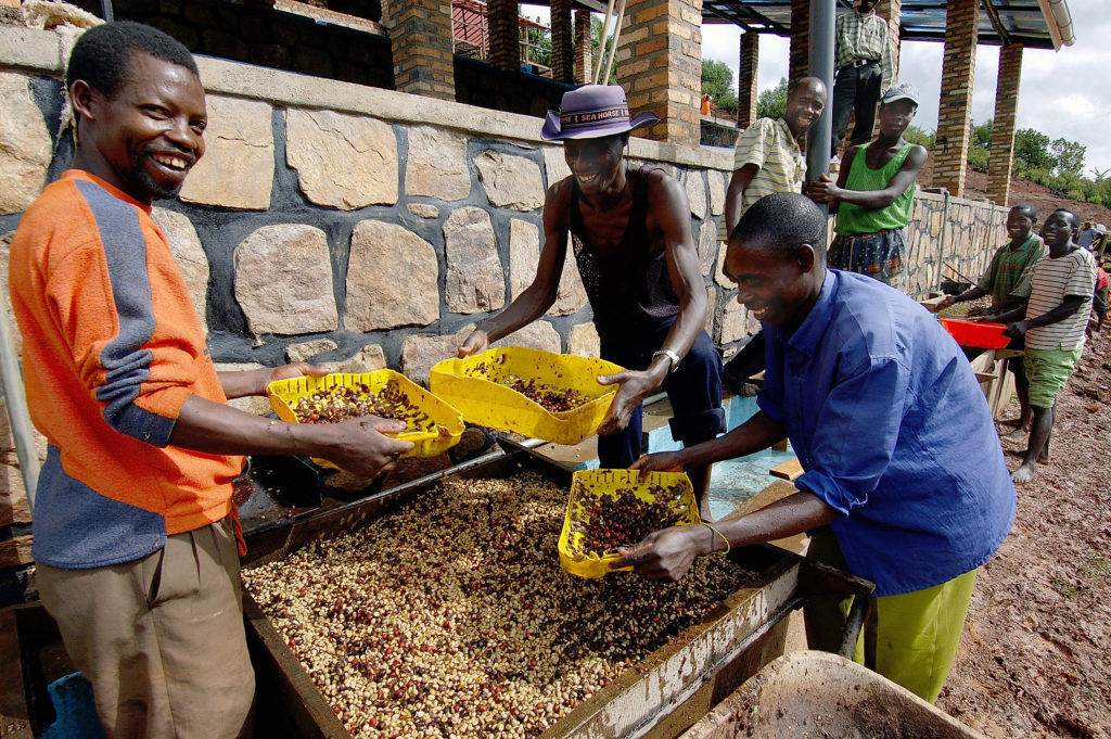 Coffee processors at Maraba